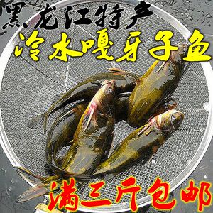 抚远特产开江冷水嘎牙子鱼 嘎鱼黄腊丁黄辣丁黄颡鱼满三斤包邮