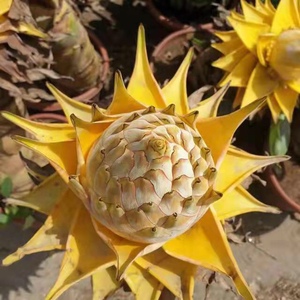 地涌金莲千瓣莲花芭蕉树佛花寺院别墅庭院吉祥鲜花盆栽花卉绿植