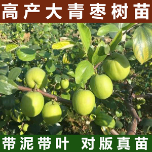 台湾大青枣树苗活苗牛奶枣当年结果南北方种植盆栽地栽甜脆果树苗