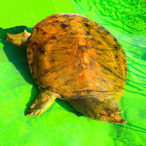 甲鱼纯野生