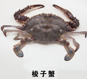 鲜活海飞蟹