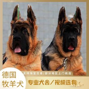 狼青犬大型纯种活体德国牧羊犬幼犬血统锤系赛系德牧家庭黑背狼狗