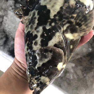 龙胆鱼石斑鱼海鲜水产鲜活深海海鱼1条超2斤新鲜大石斑鱼鲜活龙胆