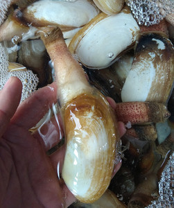 鲜活蚌苗英国小蚌仔 活体蚍蛤小象鼻蚌 烧烤海鲜砂海螂 同城生鲜