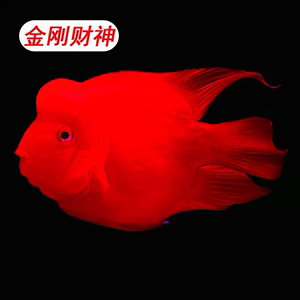 红财神鱼红色鹦鹉鱼观赏鱼淡水热带招财鱼鹦鹉鱼财神鱼发财鱼