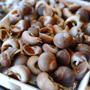 【大鱼仓】舟山嵊泗特产东海野生香螺响螺金丝螺小海鲜海螺鲜活