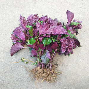 宝贝吴晟楠淘宝紫苏树苗盆栽苗带根带土发农家野生新鲜大叶苏子苗