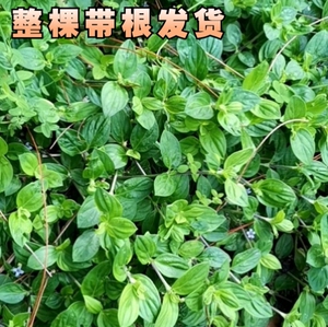 新鲜现采天然食用金毛耳草黄毛耳草推地草过路蜈蚣中药材500克