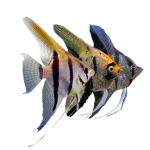 燕鱼活体观赏鱼鱼苗热带鱼秘鲁神仙红头三色云石神仙 神仙鱼活体