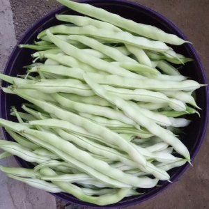 白芸豆种籽豆角子大棚高产农家老来少九粒白架豆春季四季蔬菜种子