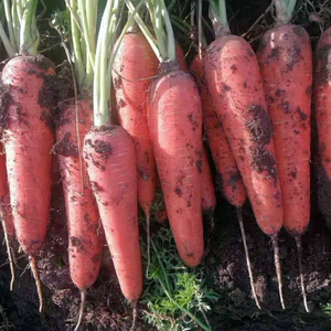 韩国 君川红胡萝卜种子种籽 红色高产非转基因水果萝卜四季播蔬菜