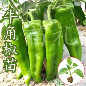东北大汉牛角椒种子苗辣椒种子厚皮牛角尖椒种子阳台高产露天种植