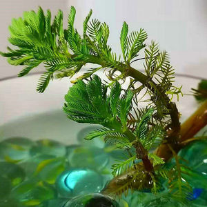 粉绿真狐尾藻养殖小龙虾蟹水培植物盆栽鱼缸水草淡水乌龟鱼缸造景