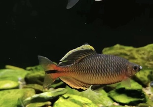 齐氏鱊中国原生冷水广齐观赏鱼小型田中鳑鲏淡水鱼耐寒不用加温