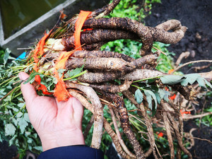 贵州草药新鲜野生岩川芎 中药材岩防风光头前胡棕包头500克包邮