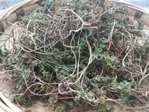 贵州野生一朵云 中药材阴地蕨冬生草小春花新鲜干货道地原药500克