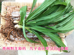 九子连环草
