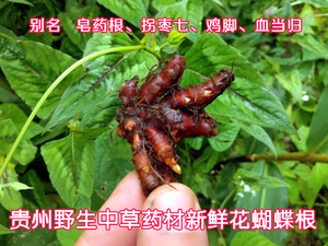 贵州野生赤胫散 中草药材花蝴蝶根 新鲜花脸荞鸡脚拐枣七500g包邮