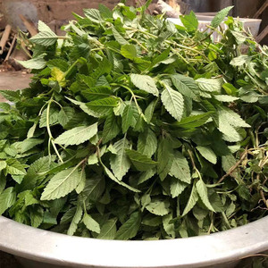 a13519871262淘宝广东新鲜凉粉草苗绿凉粉草苗 烧仙草苗 仙人草苗