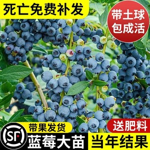 蓝莓树果苗蓝莓苗盆栽地栽果苗带大果南北方种植苗兔眼绿宝石果树