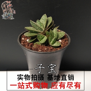 硬叶十二卷属图片