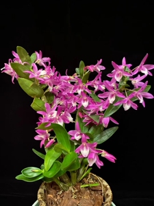 春石斛红火鸟公主d rain bow dance "princess