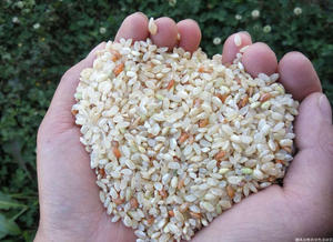 大凉山生态酵素大米 8斤包邮 糙米/粗米/精米可选