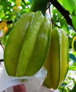 现摘现发广东茂名红杨桃当季五角星水果5斤整箱包邮