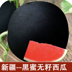 新疆德甜黑蜜无籽西瓜秧苗黑皮红瓤 超甜巨型无子西瓜 蔬菜种籽