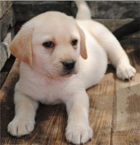 拉布拉多犬幼崽