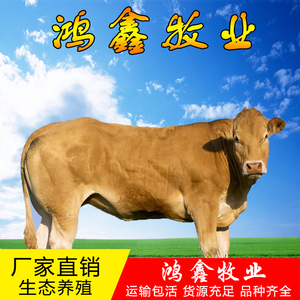 出售小牛犊子活体小牛大型杂交肉牛犊小黄牛活苗活牛黄牛仔活牛