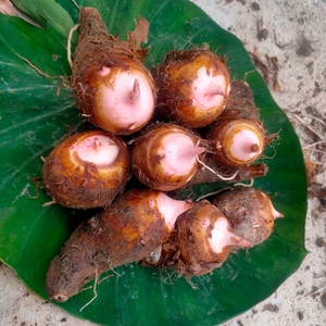 600人付款淘宝浙江现挖新鲜红芽芋头农家自种甜软香糯红头小毛芋香芋