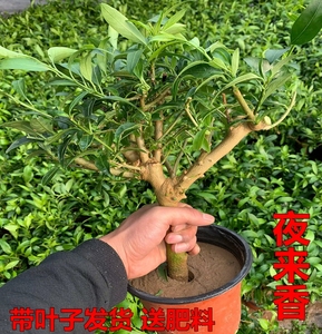 驱蚊植物夜来香树苗盆栽庭院阳台四季常青开花香味浓当年开花老桩