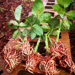 云南墨红食用玫瑰花苗10颗盆栽阳台庭院浓香大花大马士革四季开花