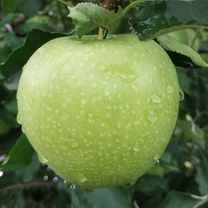 2021汇承高酸澳洲青苹果绿新鲜酸脆应季果园现发孕妇水果包邮4斤