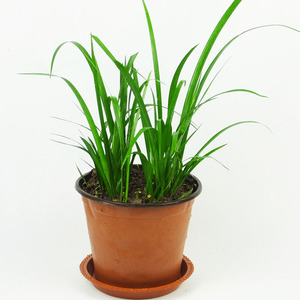 贵州茴香菖蒲香草种植香料沙姜五香草花卉盆景随手香养龟鱼池盆栽