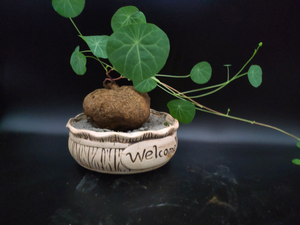 山乌龟红藤地不容金不换千金藤室内外花盆景带芽球根多肉绿植物