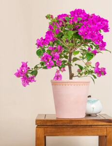 云南紫三角梅 盆栽一盆 1单包邮_阿里巴巴找货神器