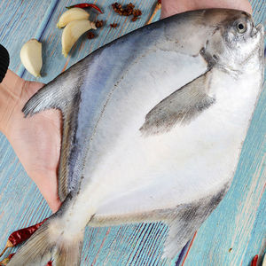 【6斤装】3/4一斤大新鲜白鲳鱼银鲳鱼海捕海补平鱼海鲜水产鲜活扁