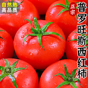 普罗旺斯西红柿新鲜自然熟沙瓤番茄水果圣女果蔬菜大草莓铁皮柿子