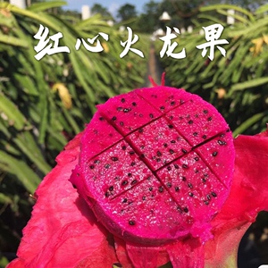 红心果攀枝花