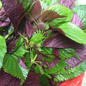 新鲜现摘紫苏叶500克新鲜食用紫苏牛蛙鱼虾田螺去腥紫苏叶包邮