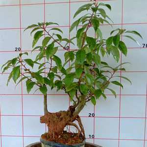 香樟树盆景驱蚊