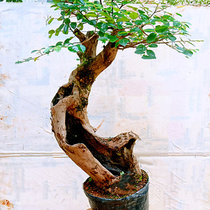 一物一拍下室内山木嫁接红花檵木盆景老桩造型提根栽植小精品树苗