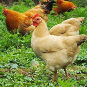吉农人家 正宗农家散养土鸡新鲜走地老母鸡北京油鸡柴鸡3-4斤现杀
