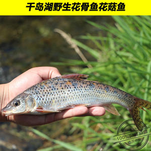 千岛湖野生花骨鱼500克新鲜淡水鲜活水产野生花骨鱼花菇鱼竹鱼