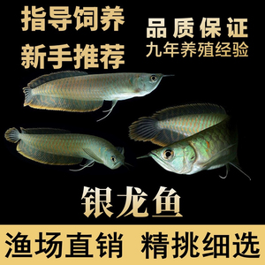 银龙鱼苗活体鱼七彩银龙鱼大型热带观赏鱼练手黄化红眼白子银龙鱼