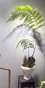 狗脊蕨类植物盆栽一叶禅蕨类绿植室金毛猴网红蕨类室内狗凤尾水草