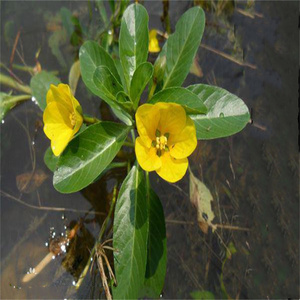 特价500克新鲜现晒过塘蛇 新鲜黄花过江龙过江藤现采中草药材干货