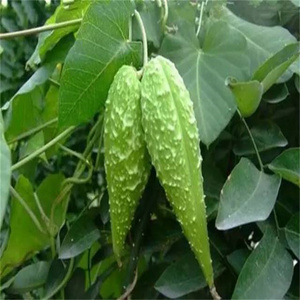 特价优惠天浆壳500克天将壳萝藦荚哈喇瓢赖瓜瓢羊角果萝荚干河瓢